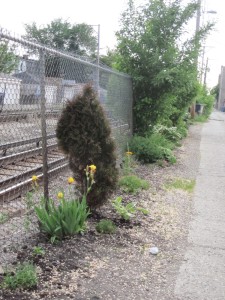 plants by train tracks